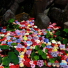 華の池