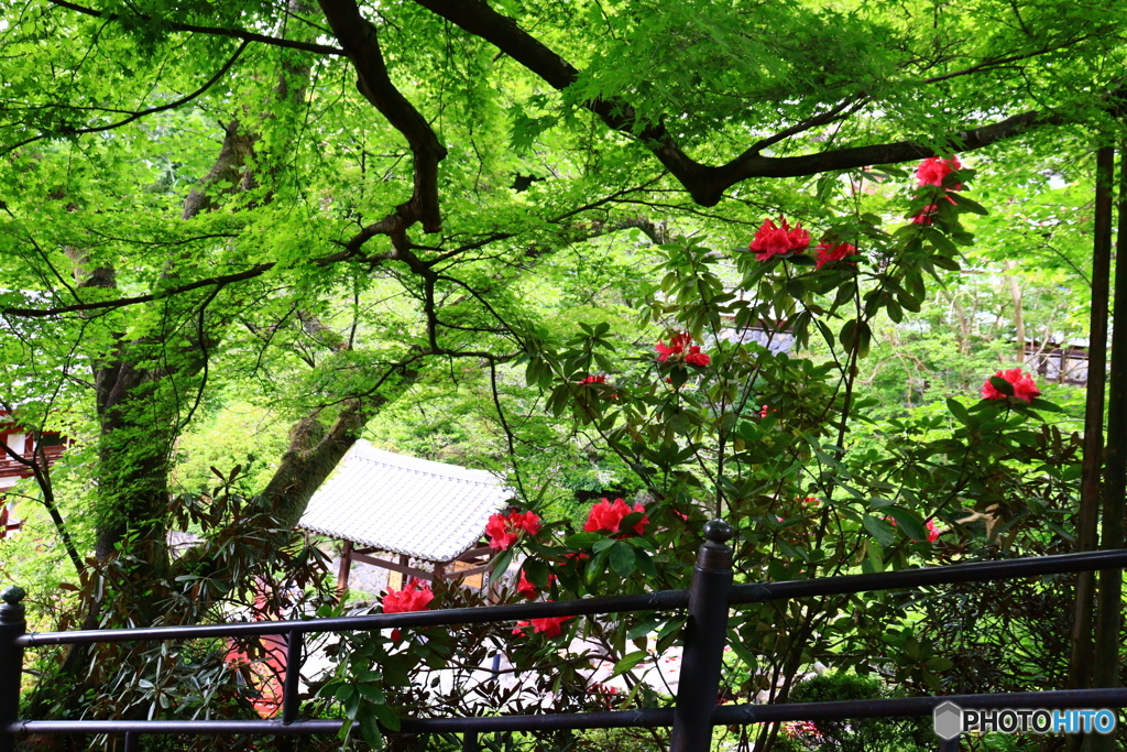 華の寺　９　石楠花と新緑