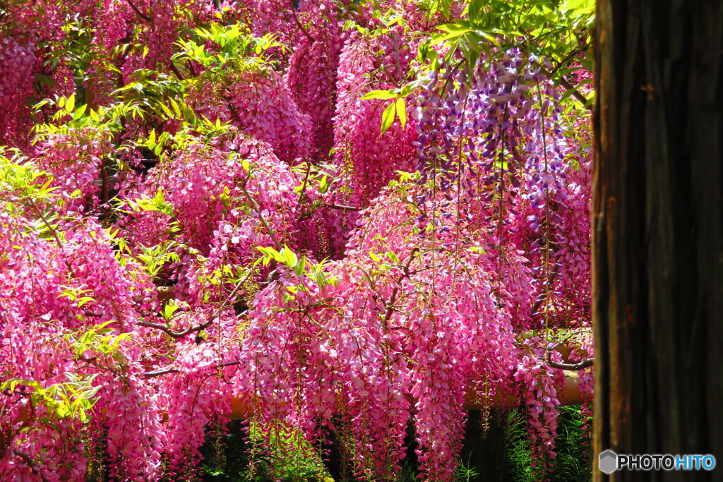 萬葉植物園の藤ー６