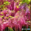 萬葉植物園の藤ー６