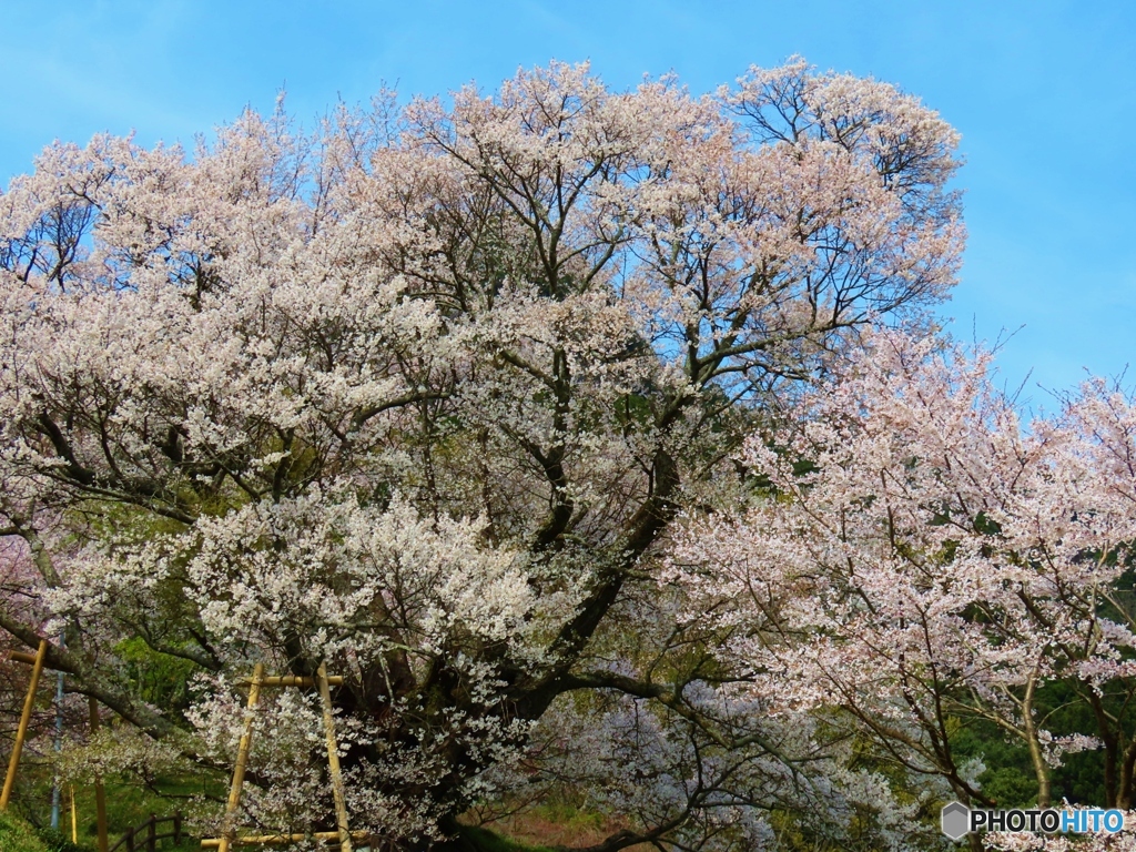 佛隆寺千年桜