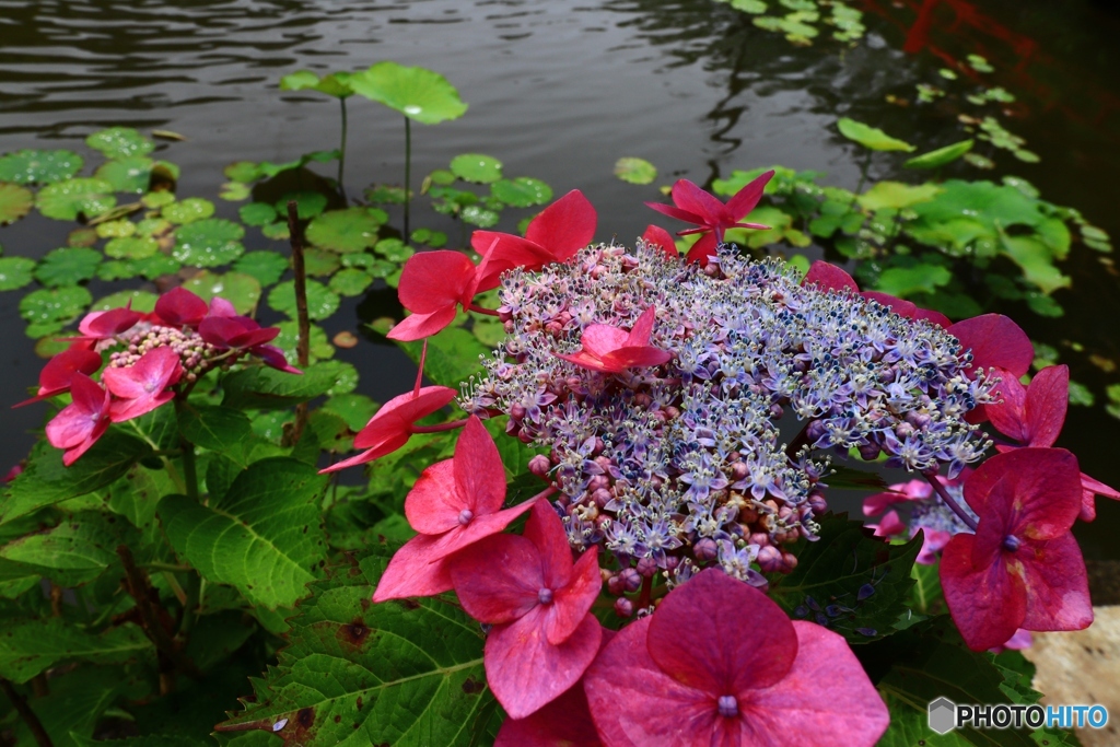 蓮池と萼紫陽花