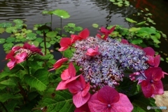 蓮池と萼紫陽花