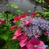 蓮池と萼紫陽花