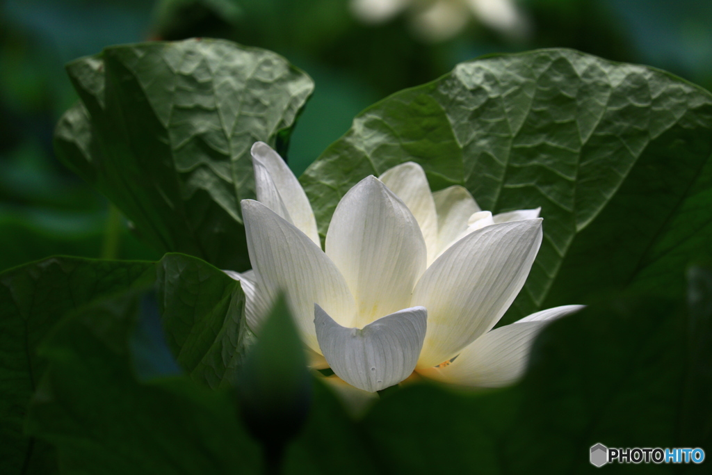唐招提寺の蓮