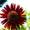 紅い向日葵ー３