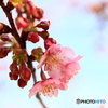 河津桜もようやく・・・　ー１