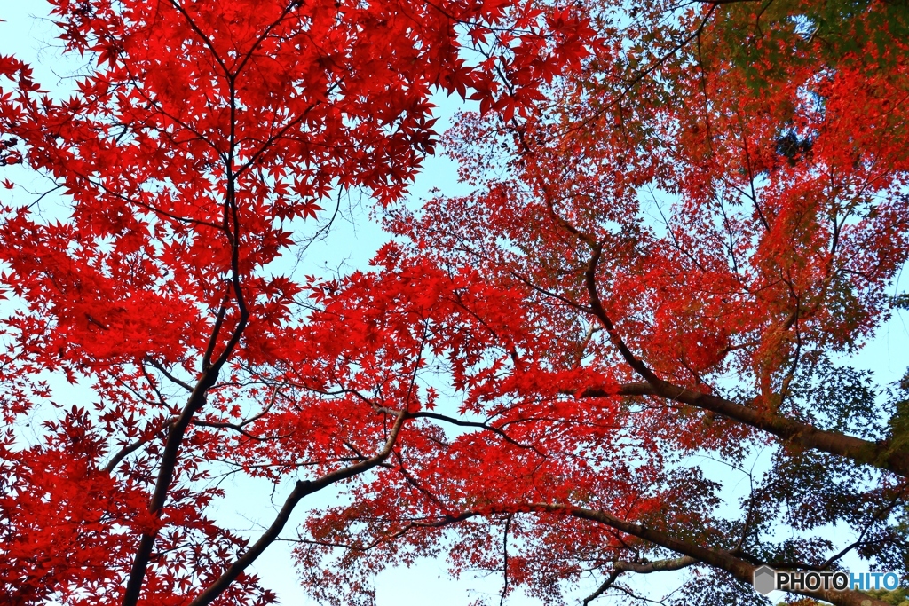 長岳寺の紅葉　２