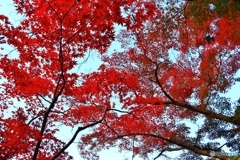 長岳寺の紅葉　２