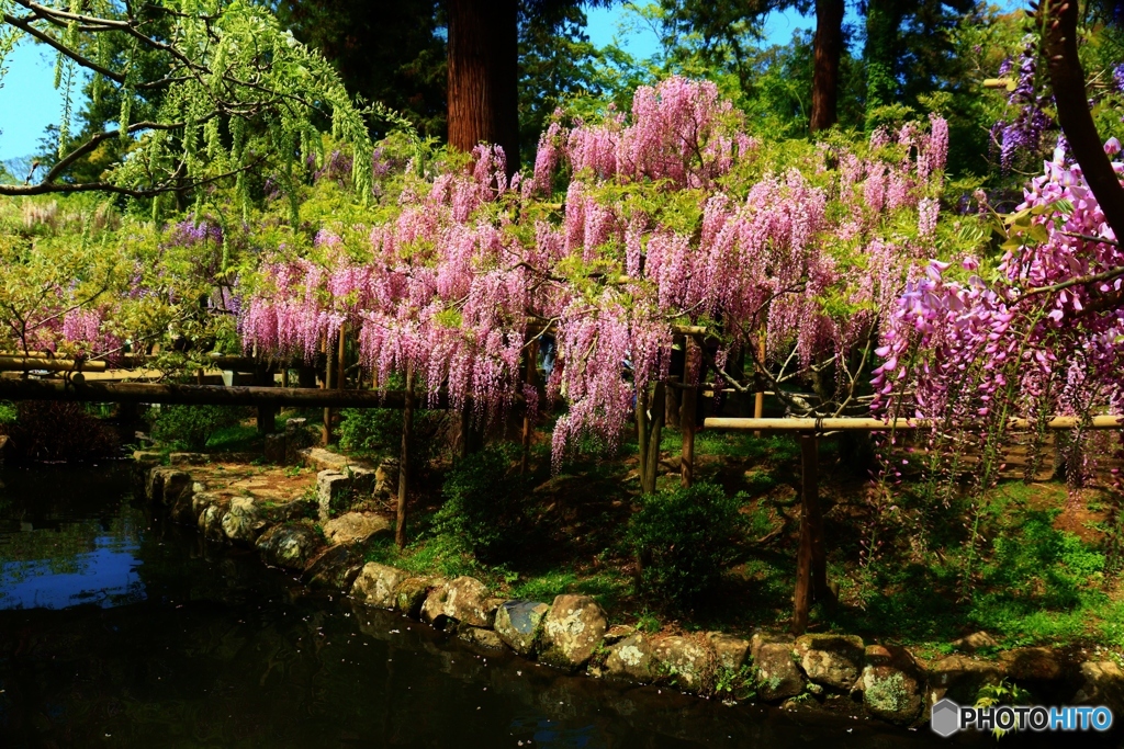 萬葉植物園の藤ー４