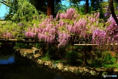 萬葉植物園の藤ー４