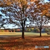 奈良公園の朝　８
