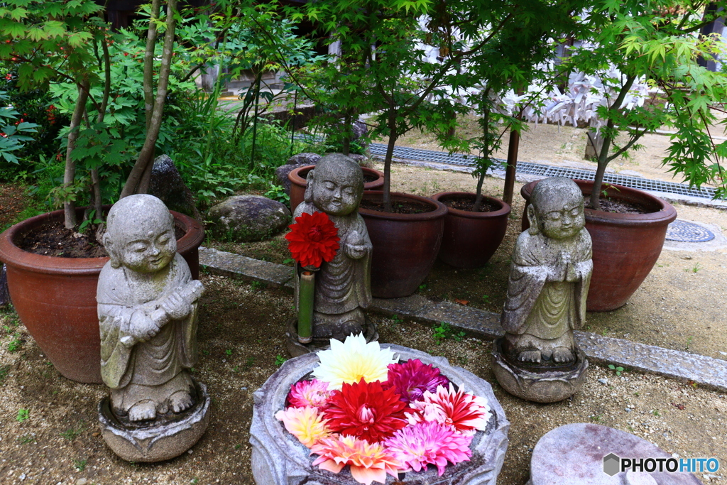 華の寺　８　地蔵とダリア