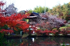 長岳寺の紅葉　３
