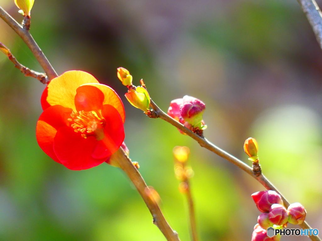 ボケの花ー４