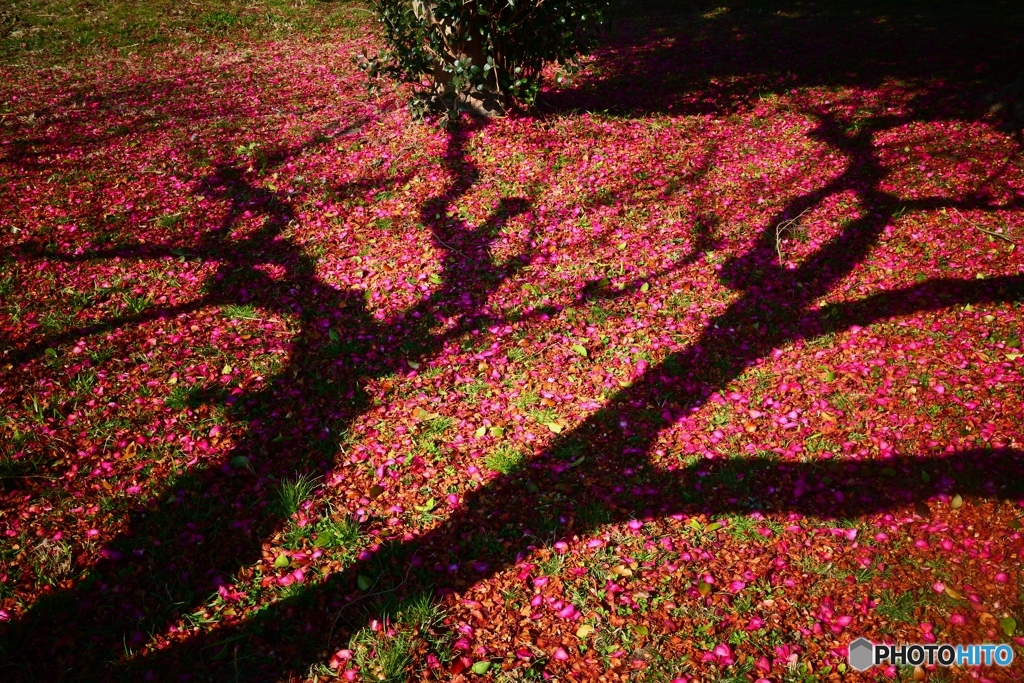 山茶花の落花に梅の木の影