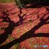 山茶花の落花に梅の木の影