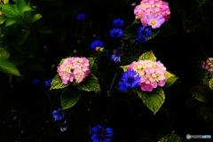 紫陽花と矢車菊と秋桜と