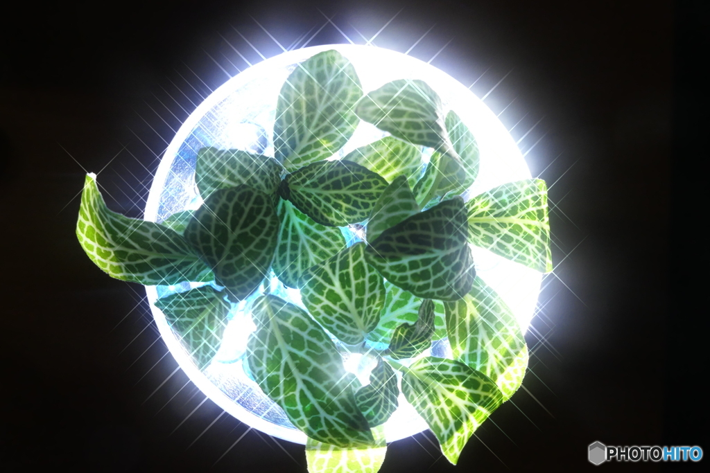 leaf-6　クロスフィルター