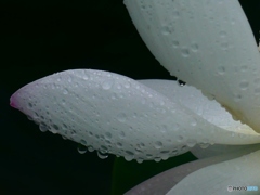 雨に打たれて・・・２