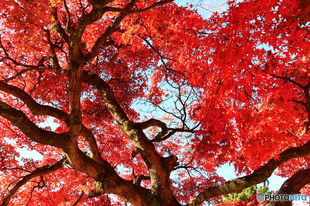 興福寺南大門跡の紅葉