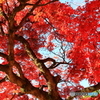 興福寺南大門跡の紅葉