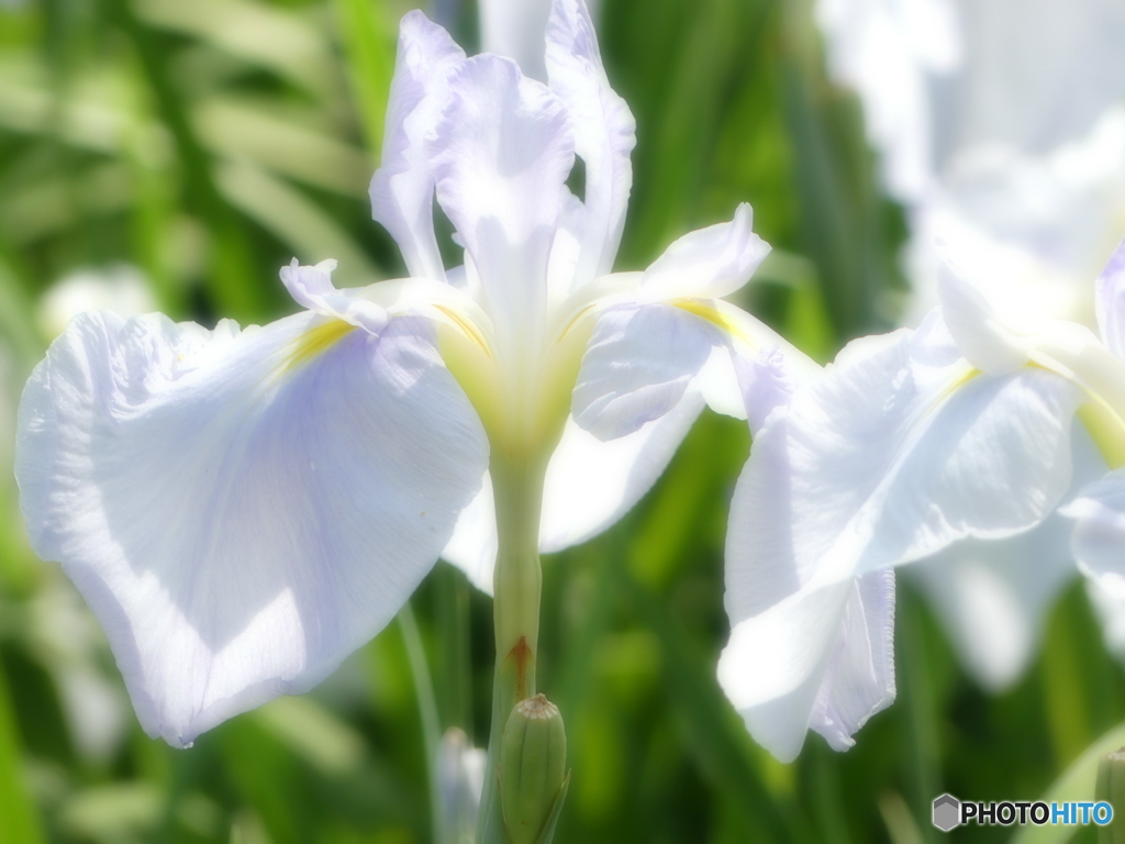 花菖蒲園からー１