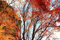 石上神宮外苑公園の紅葉　　１