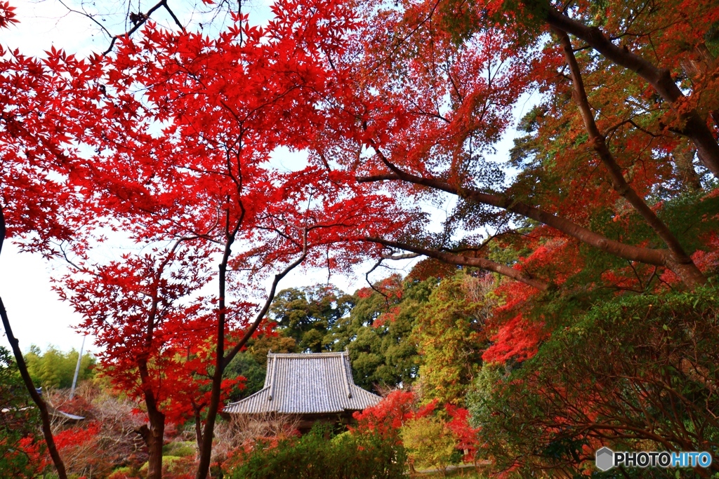 長岳寺の紅葉　１