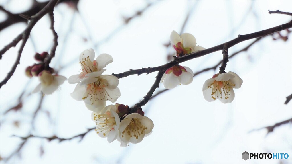 曇り空に白梅ー２