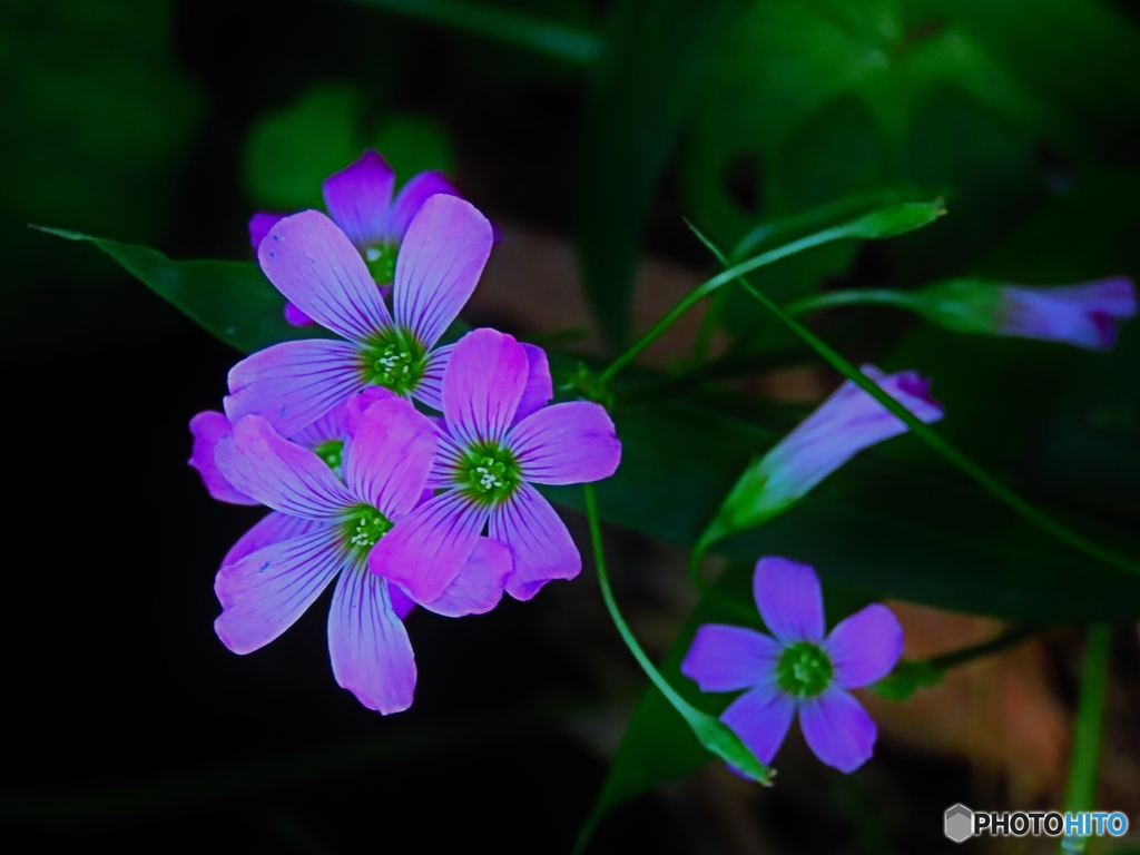 足元の小さな花