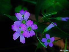 足元の小さな花