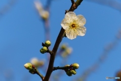 緑萼梅 開花する