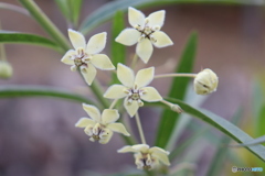 フウセントウワタの花