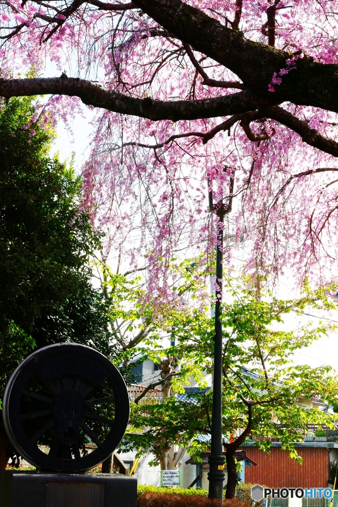 大仏鉄道記念公園の枝垂桜ー２