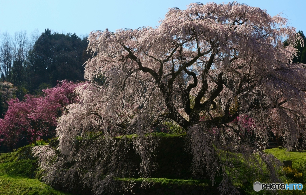 又兵衛桜（本郷の瀧桜）ー１