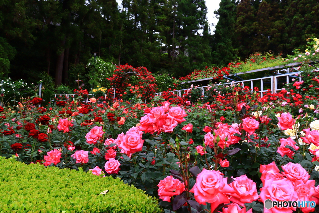 薔薇の寺　４