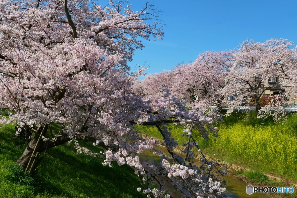 佐保川の桜ー３