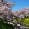佐保川の桜ー３