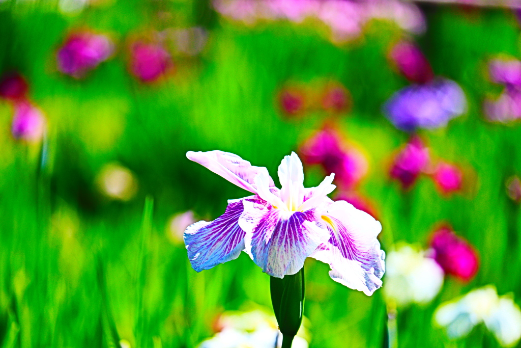 花菖蒲  １