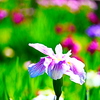 花菖蒲  １