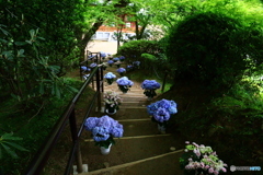 華の寺　１６　紫陽花