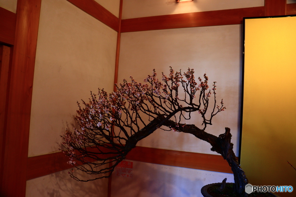大和郡山盆梅展ー２