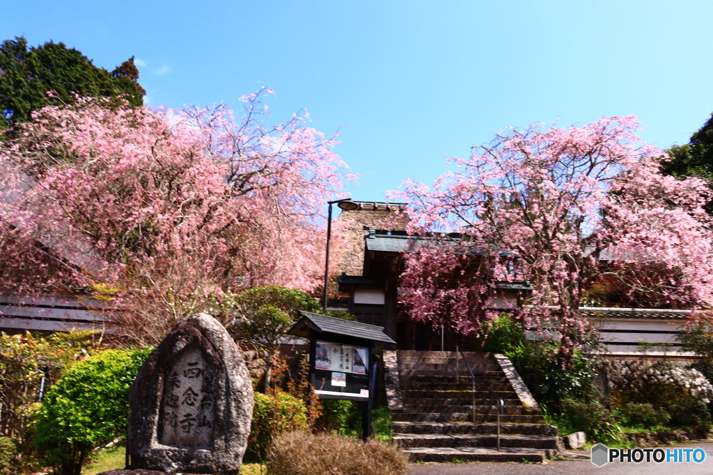 西念寺の枝垂れ桜  1