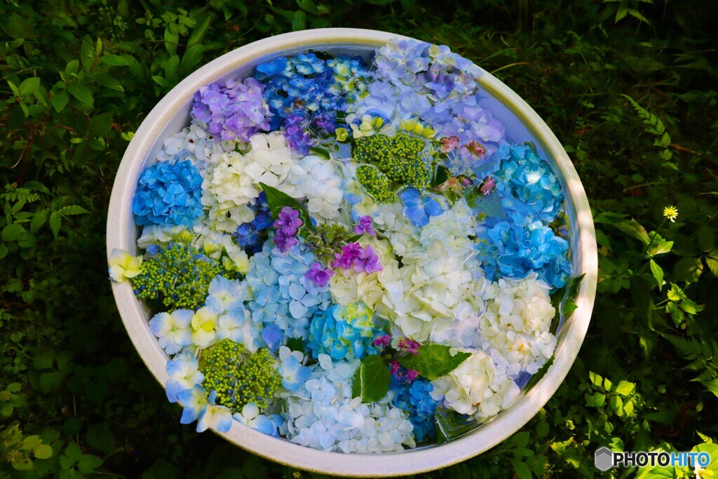 岩船寺の紫陽花　４