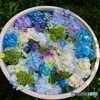 岩船寺の紫陽花　４