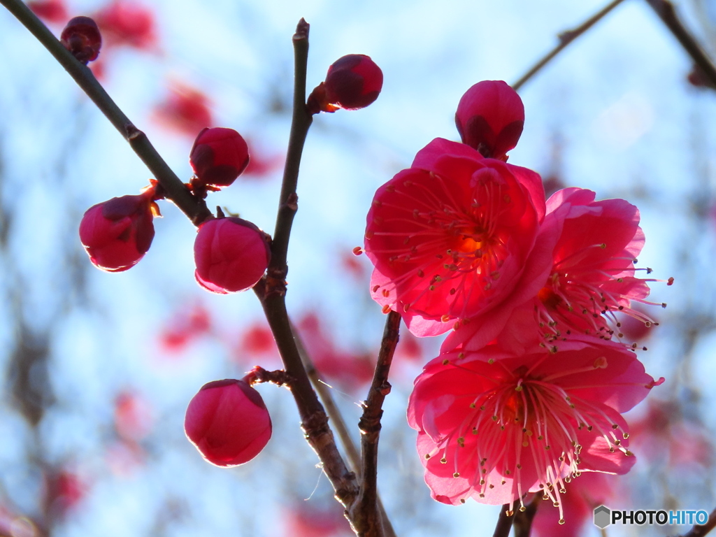 紅梅が咲き始めました