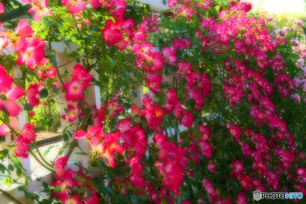 薔薇園で・・・　１