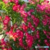 薔薇園で・・・　１