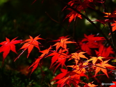 晩秋の風景－１